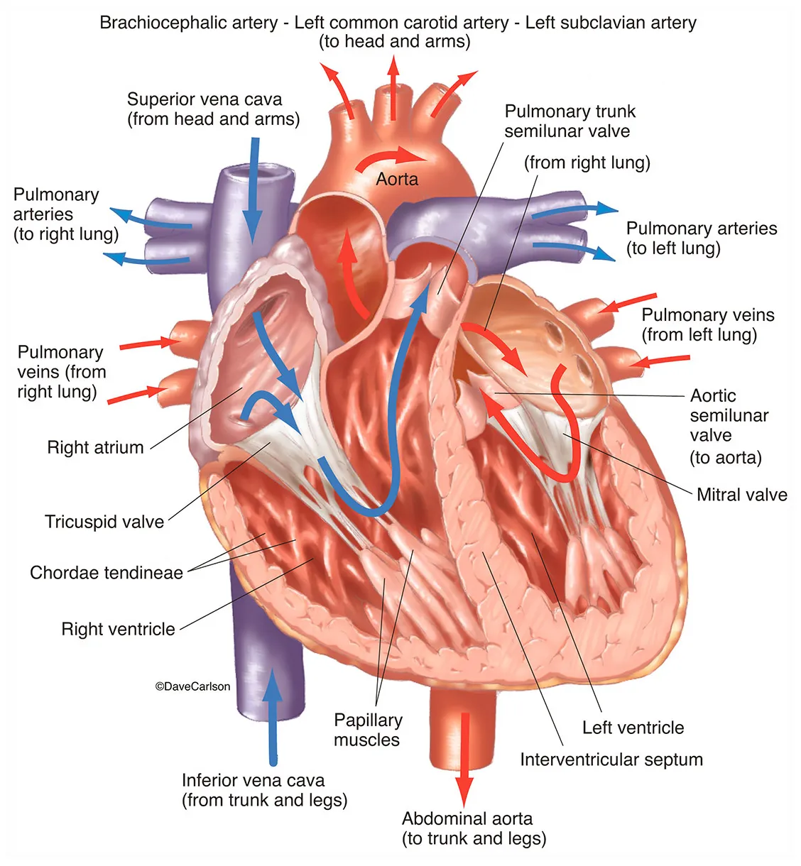 Body anatomy heart at joshua hallett blog