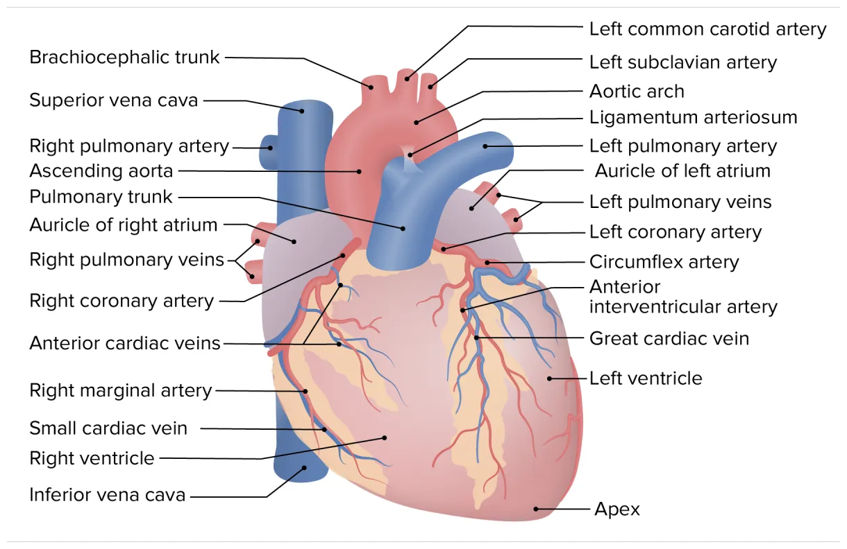 Heart anatomy concise medical knowledge