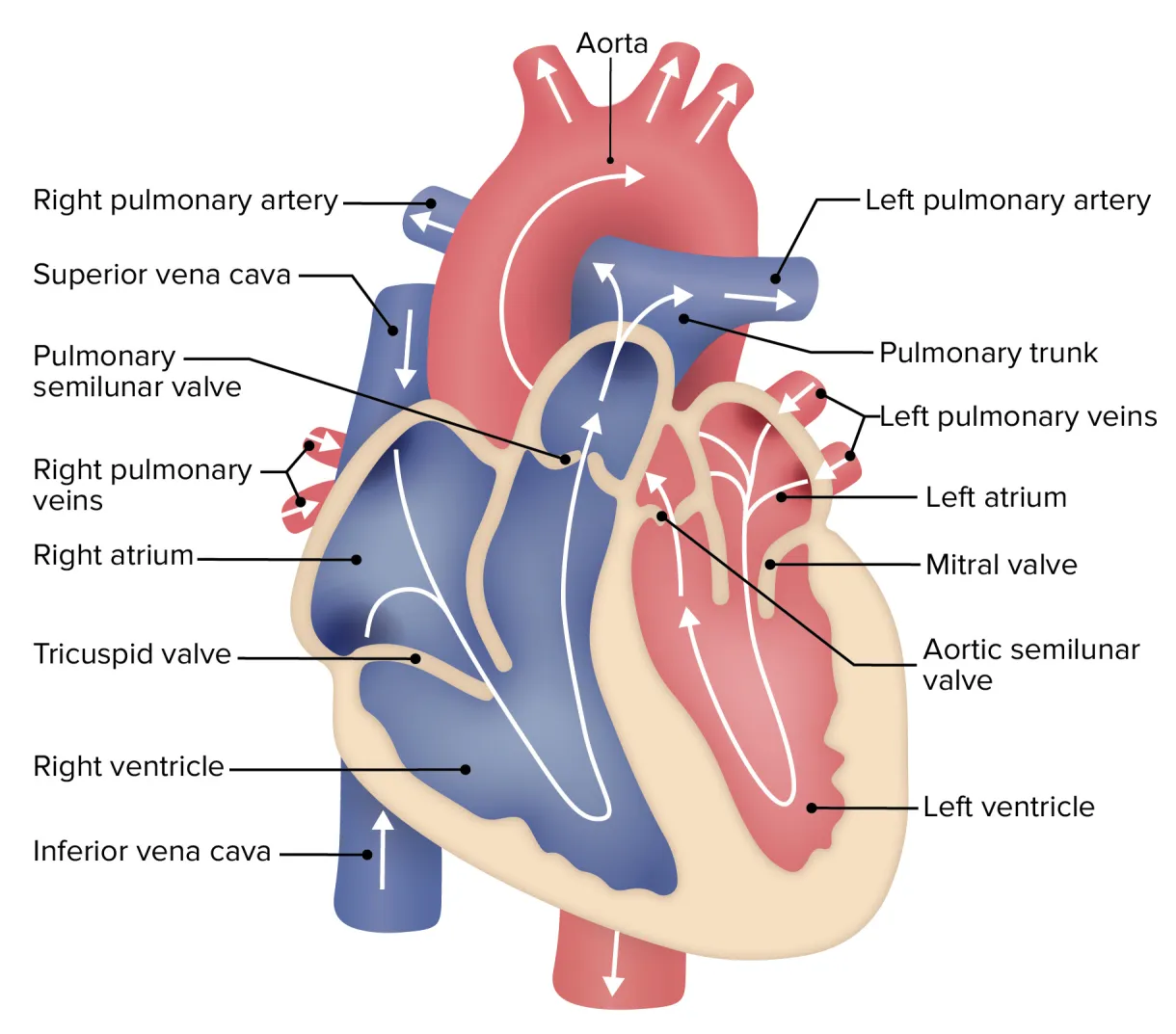 Heart: Anatomy | Concise Medical Knowledge