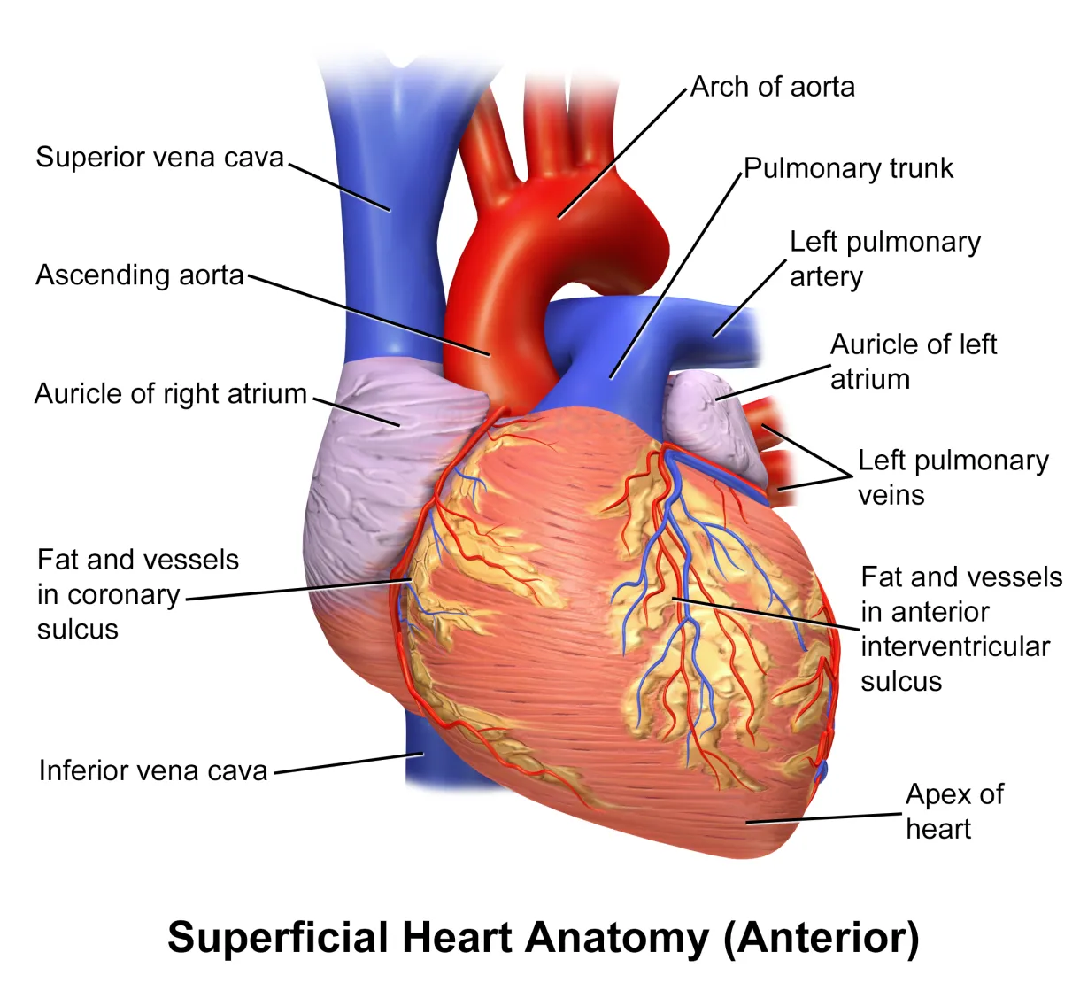 Medical Heart Wallpapers - Wallpaper Cave
