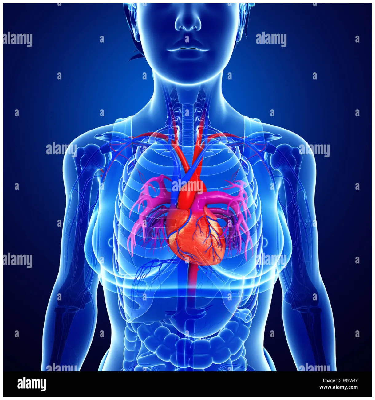 Where is the heart located other heart questions answered