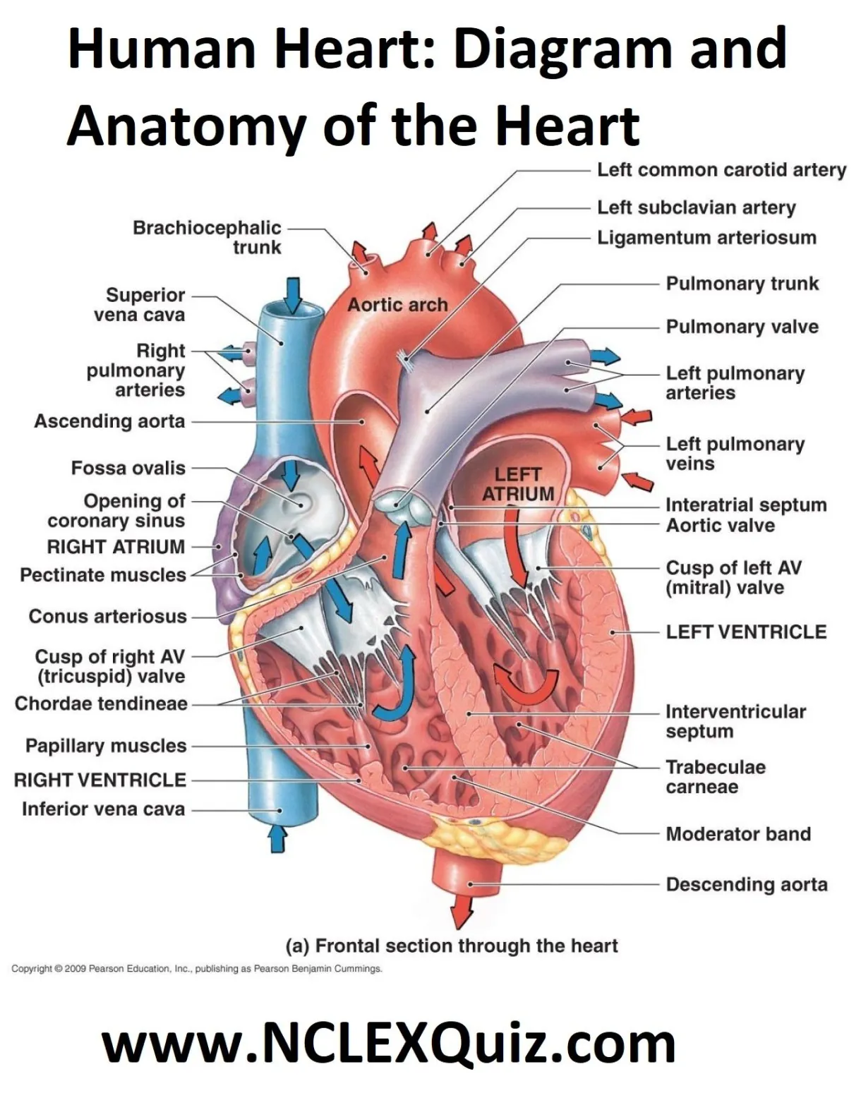 Human heart diagram and anatomy of the heart studypk heart anatomy printable coloring page