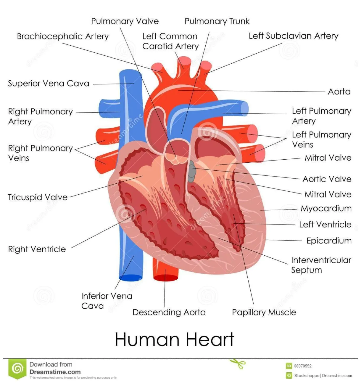 Human heart anatomy human heart diagram, heart diagram, heart anatomy