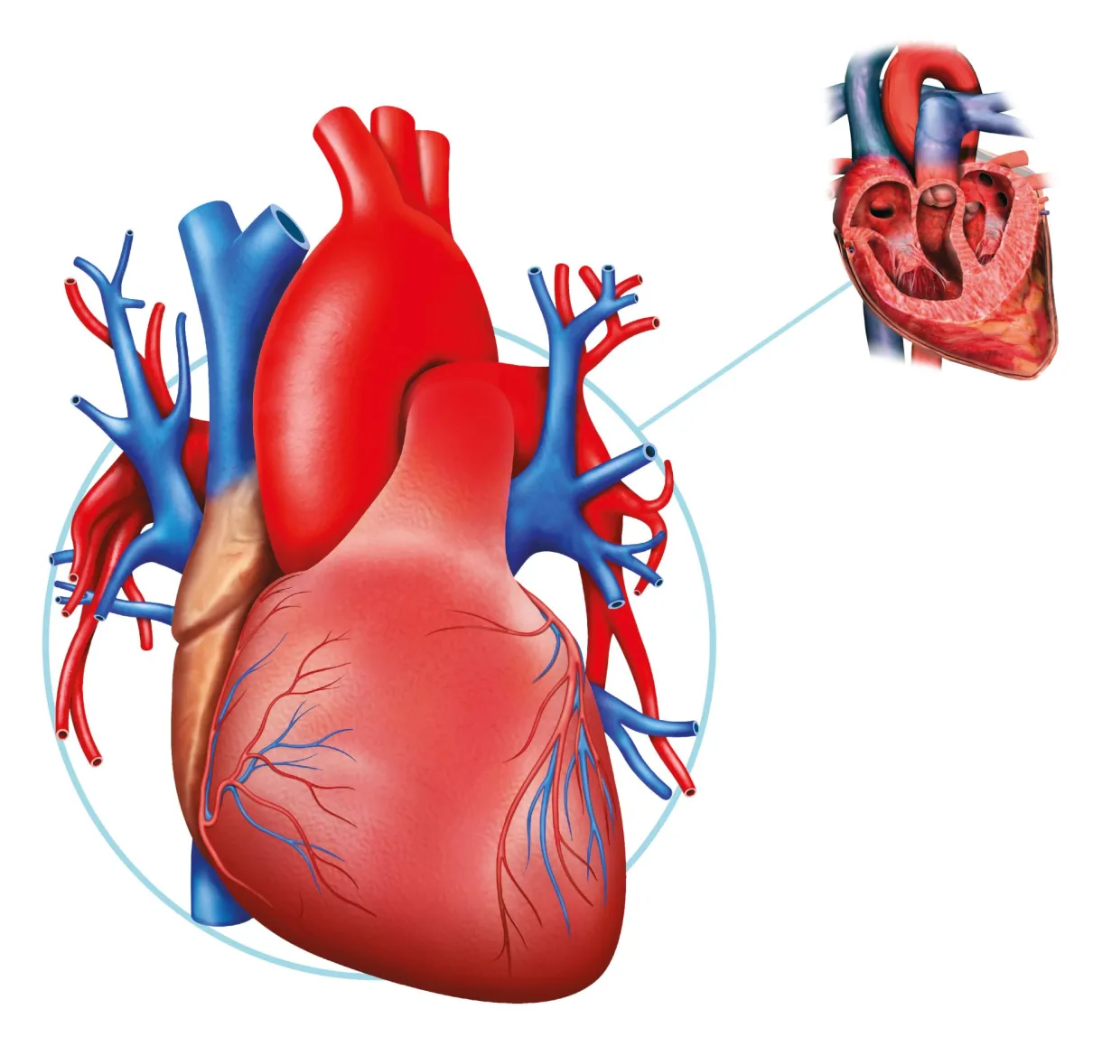 Human Heart Facts | What Is The Heart | DK Find Out