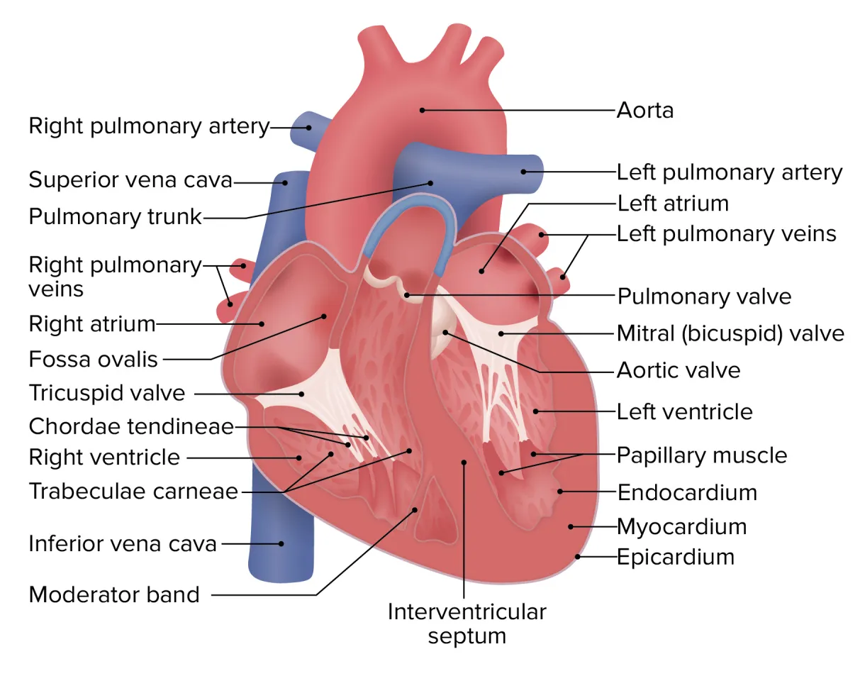 Heart anatomy concise medical knowledge