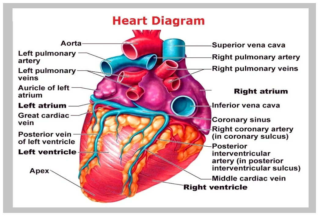 Heart Diagram And Function Circulatory System Heart Human Ci