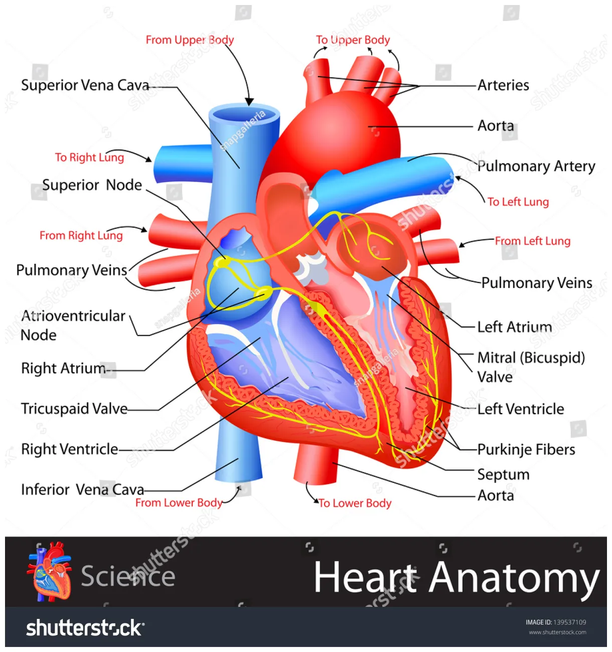 Anatomy Of The Heart