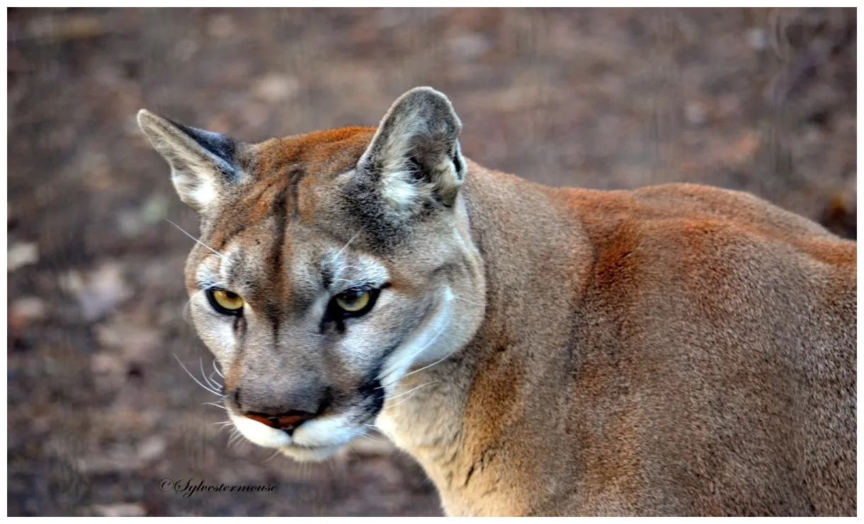 Пума дикая кошка картинки и фото koshka.top