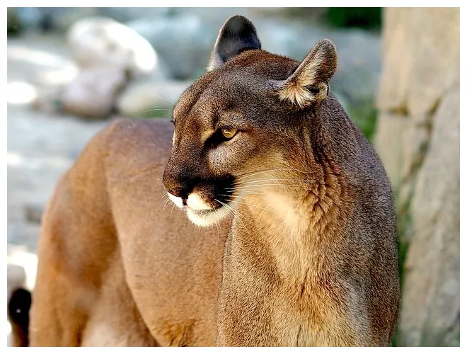 100+ kostenlose puma & tier fotos pixabay