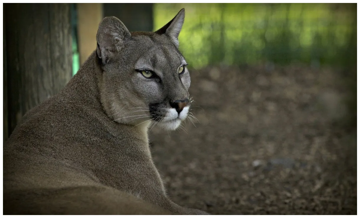 Puma animal s on dog