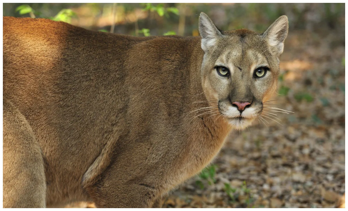 Кошка пума описание породы, особенности ухода, фото