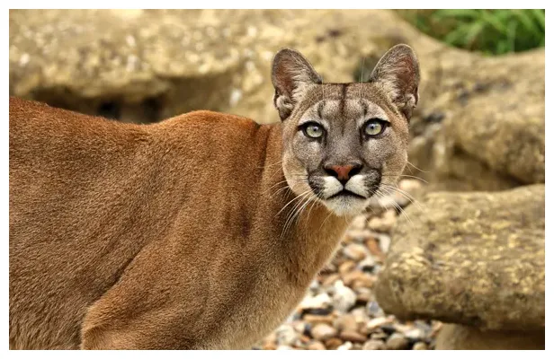 Portrait, look, puma, nature, face, stones for mobile and