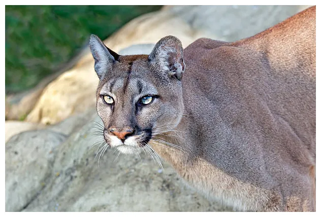 Puma augen bilder und stockfotos istock printable coloring page