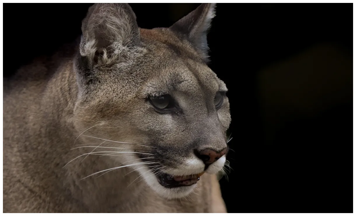 Panther animal wildlife free on pixabay