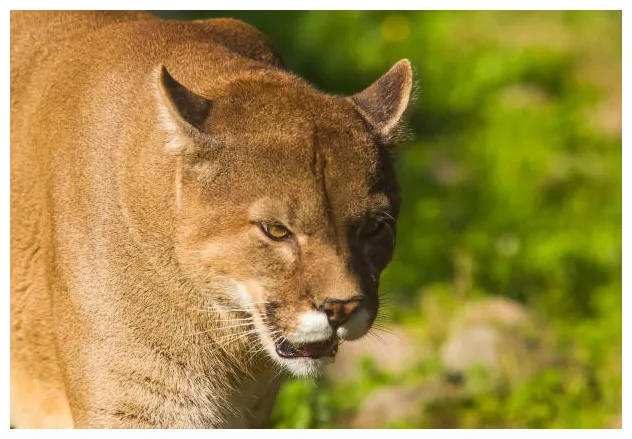 440+ patagonia puma s, pictures & royalty-free s istock