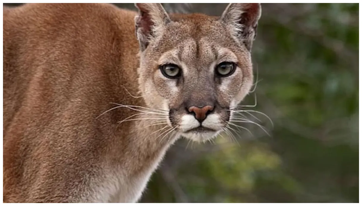 Un puma se metió en el túnel cristo redentor y tuvieron que sacarlo