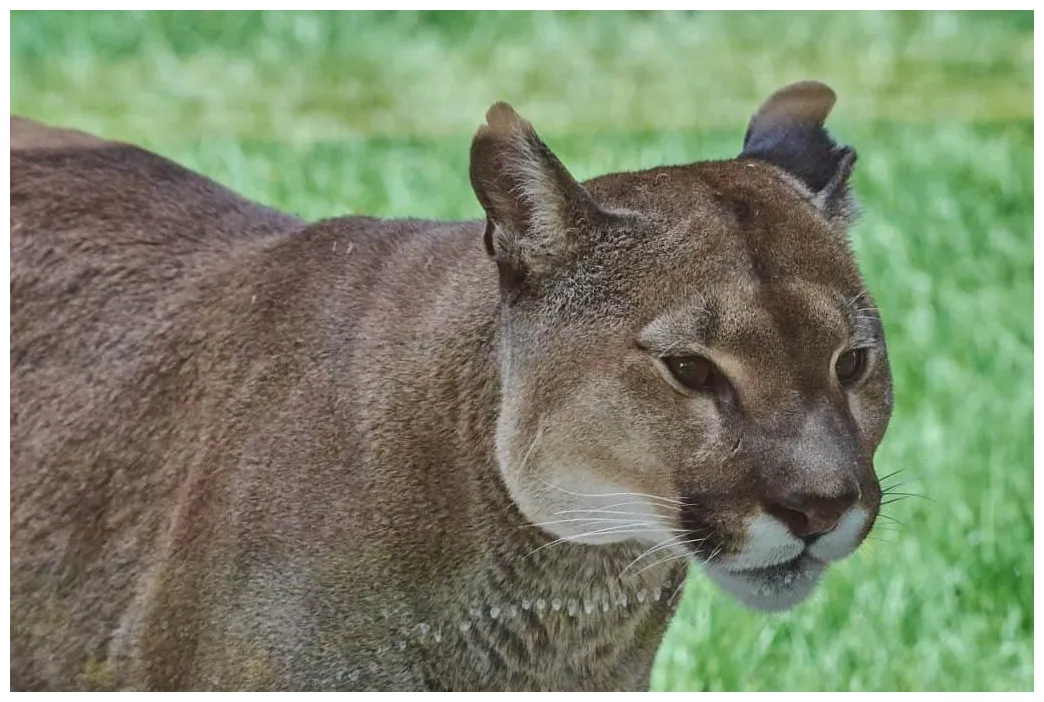 The puma spirit animal ultimate guide meanings & symbolism