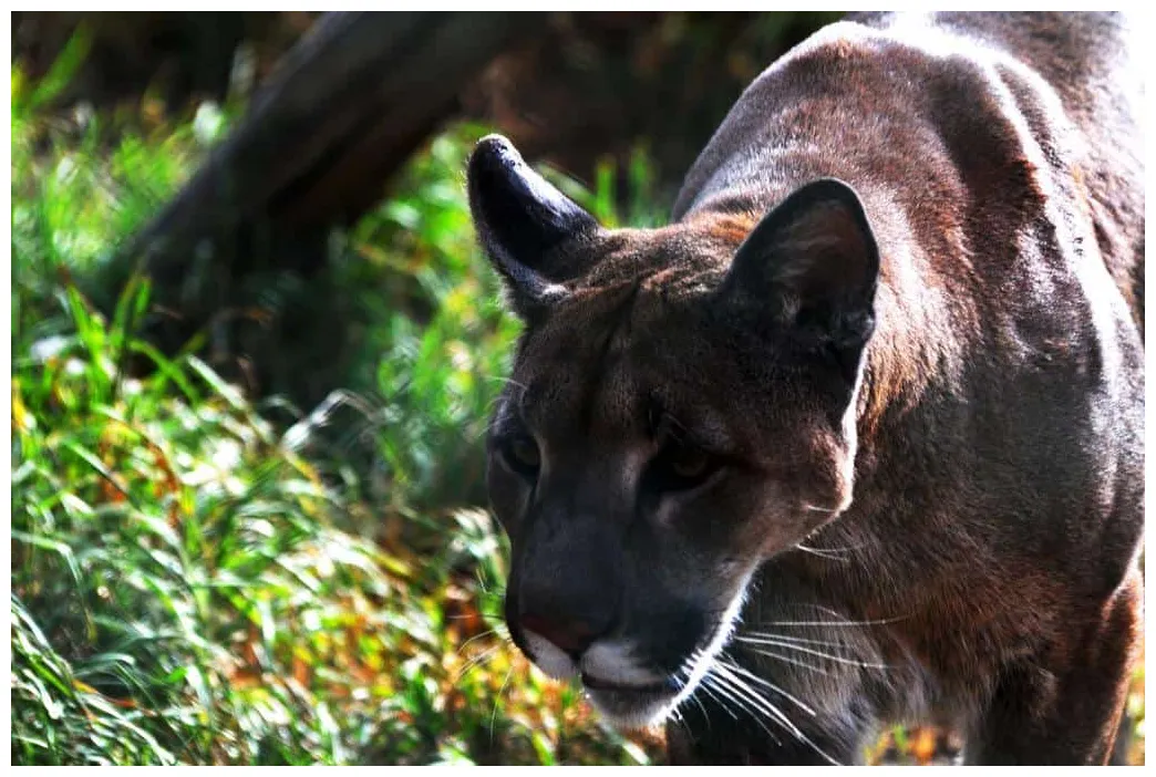 Puma animal facts felis concolor az animals