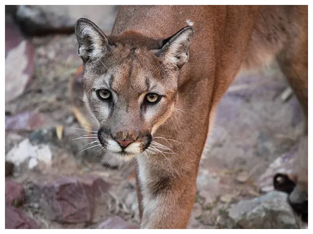 12,500+ puma s, pictures & royalty-free s istock