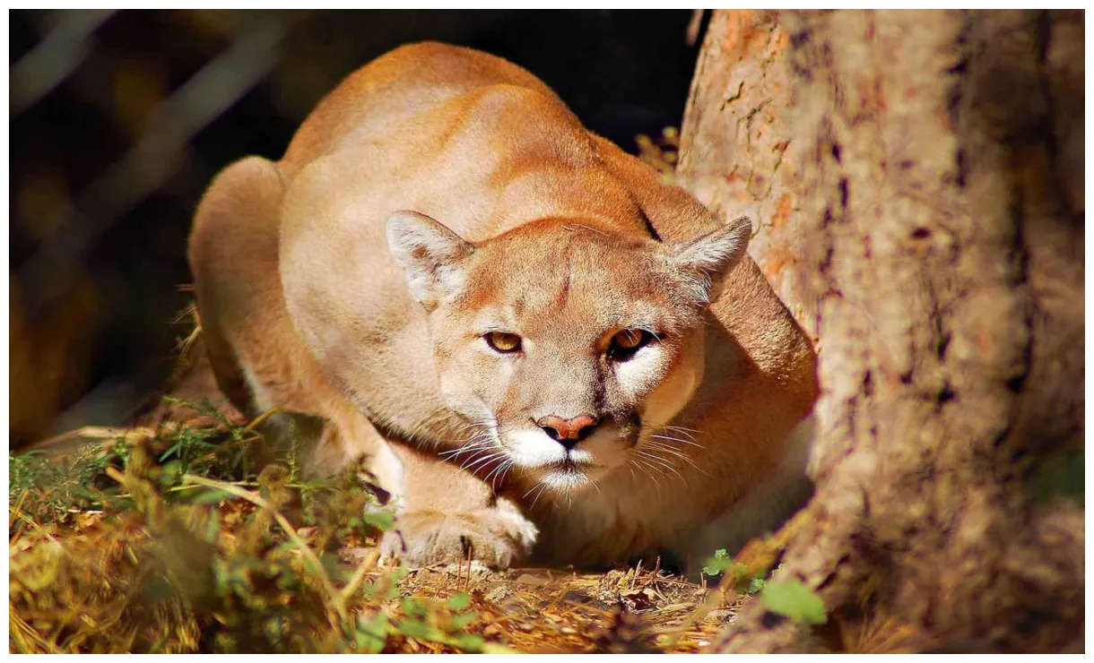 Пума описание, где обитает, чем питается, образ жизни и повадки