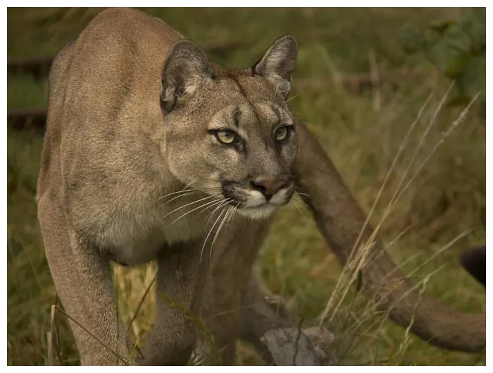 🔥 [140+] puma s safari
