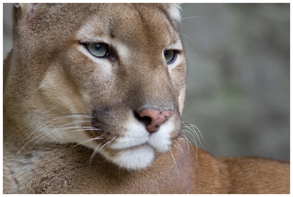 Puma dear sports fan