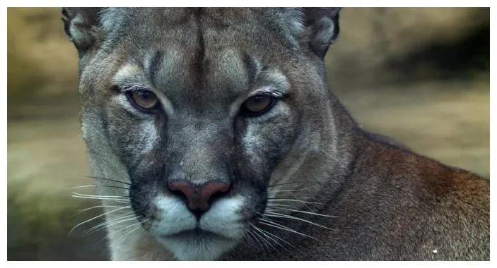 Puma-bilder stock-fotos & -videos. adobe stock