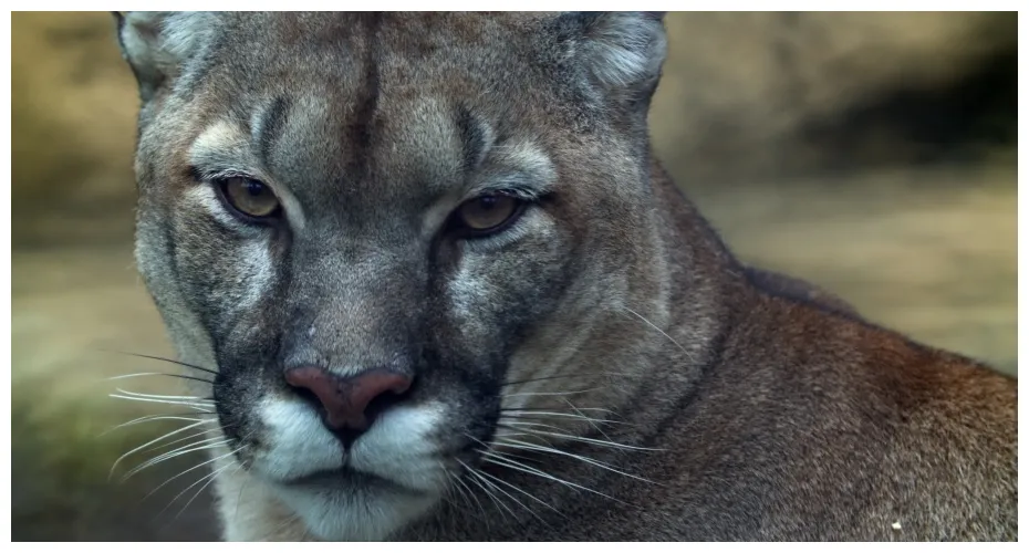 Clip video de stock puma gratis descargar video con licencia libres