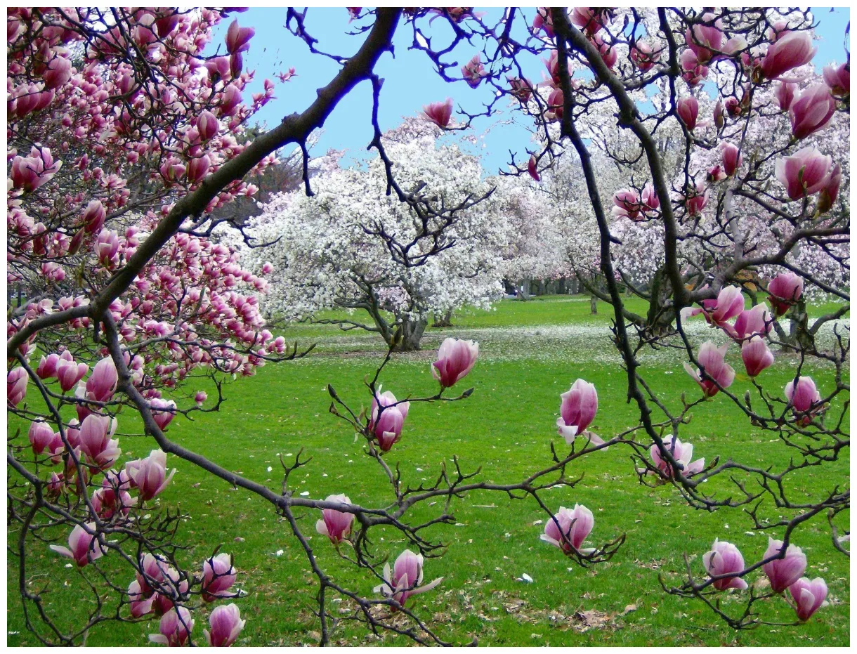 Spring scenes s top free spring scenes s printable coloring page