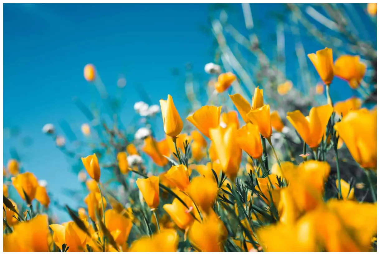 121+ words about spring with their meanings