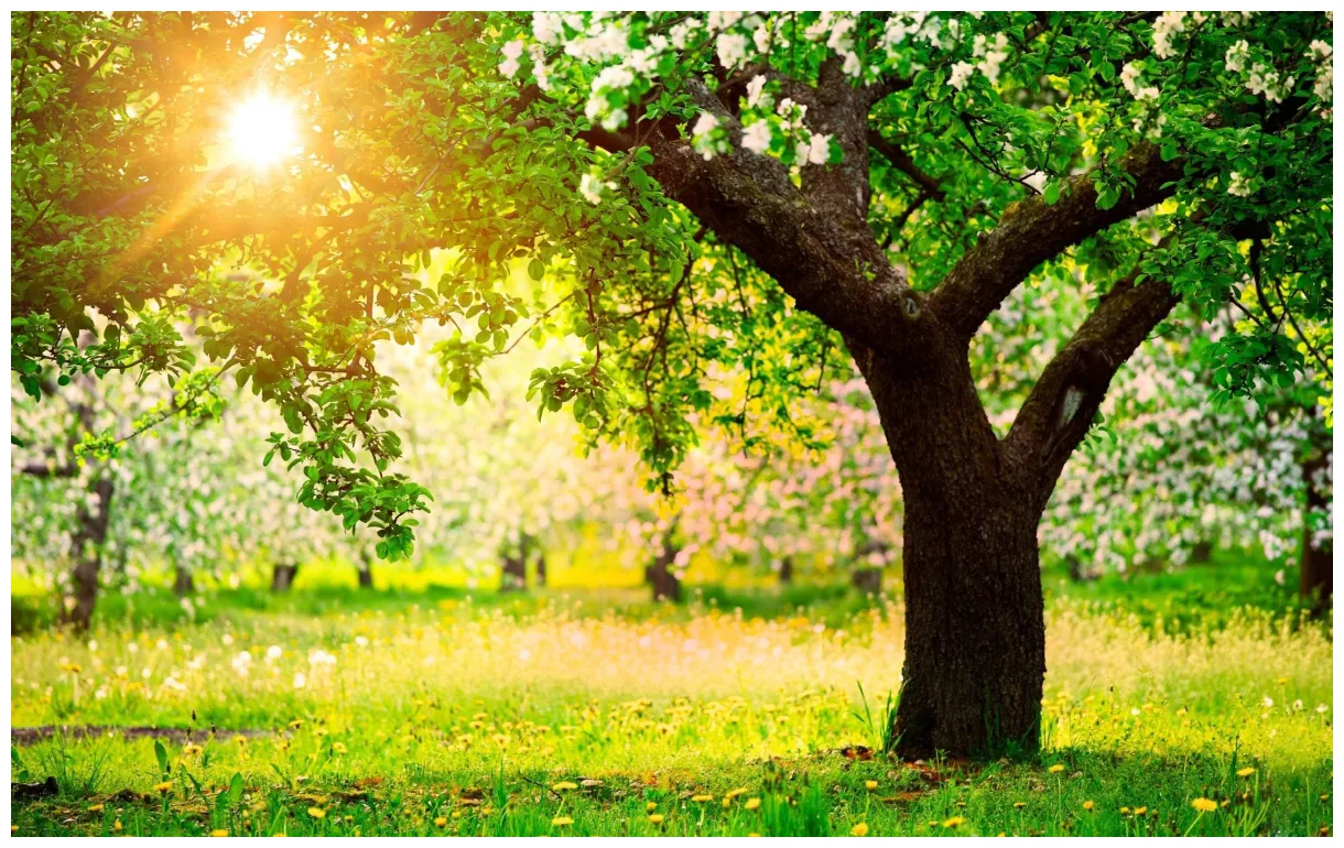 🔥 [90+] spring nature scenes s safari