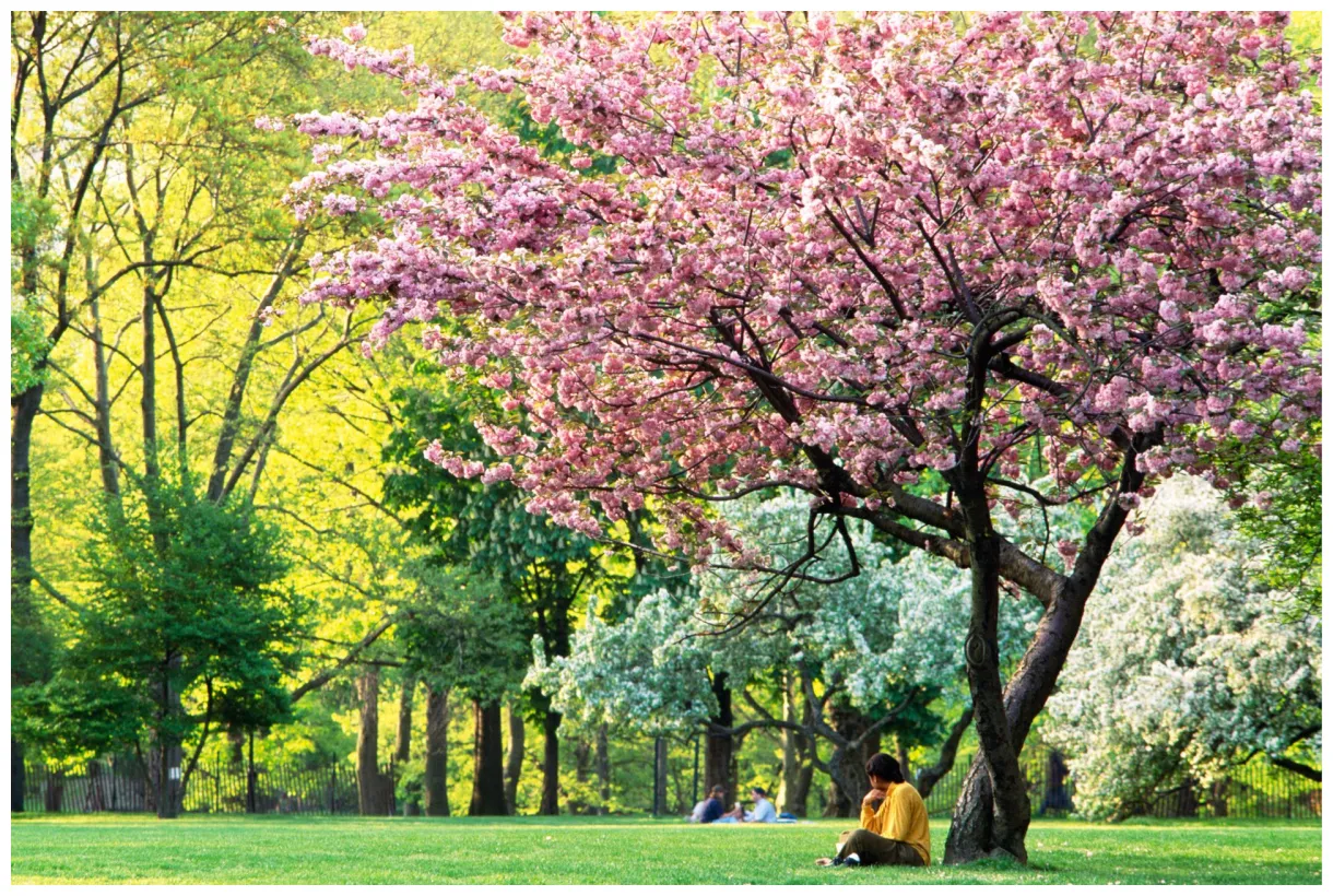 Interesting facts about spring dk find out