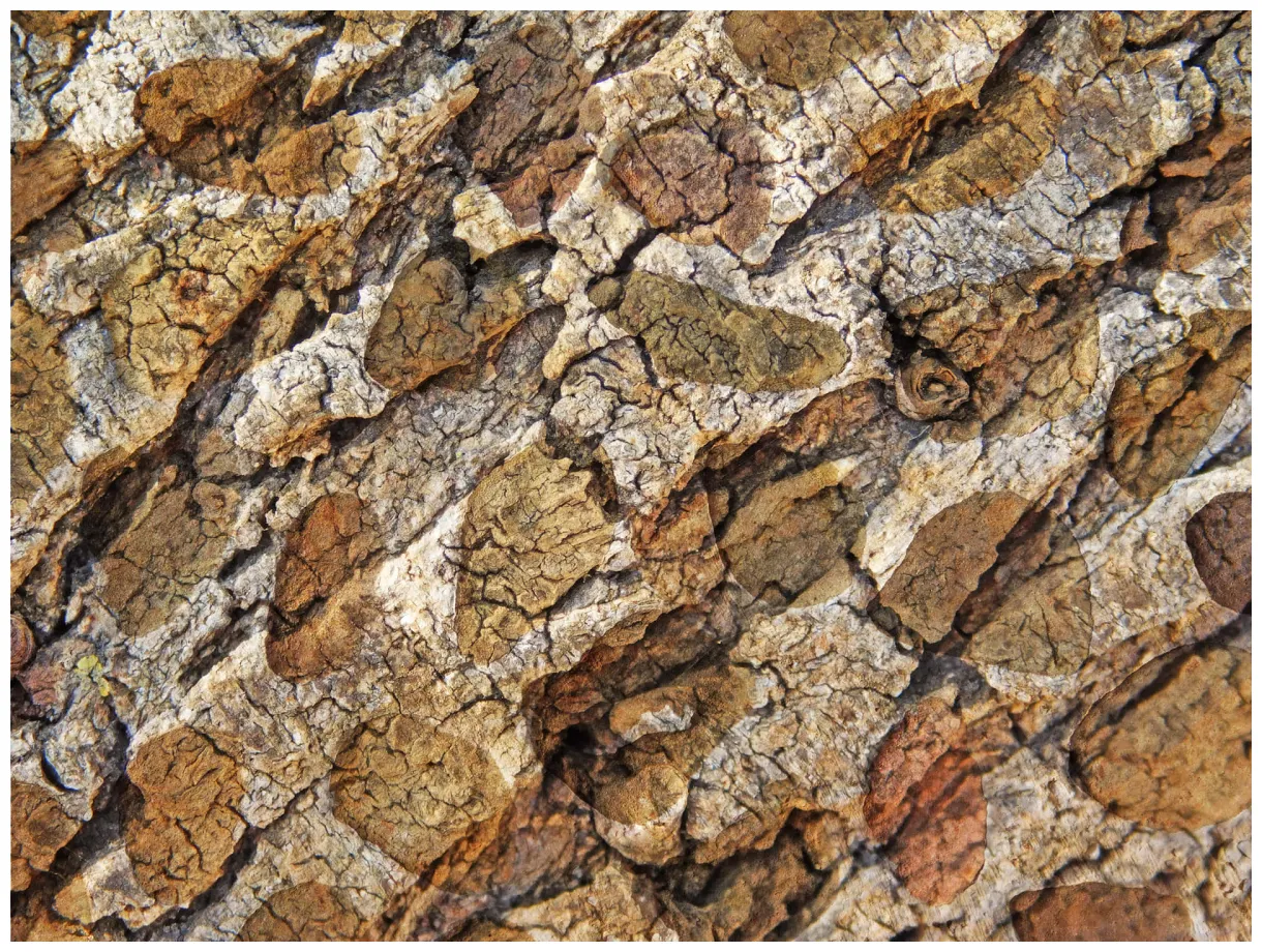 Download stone texture s