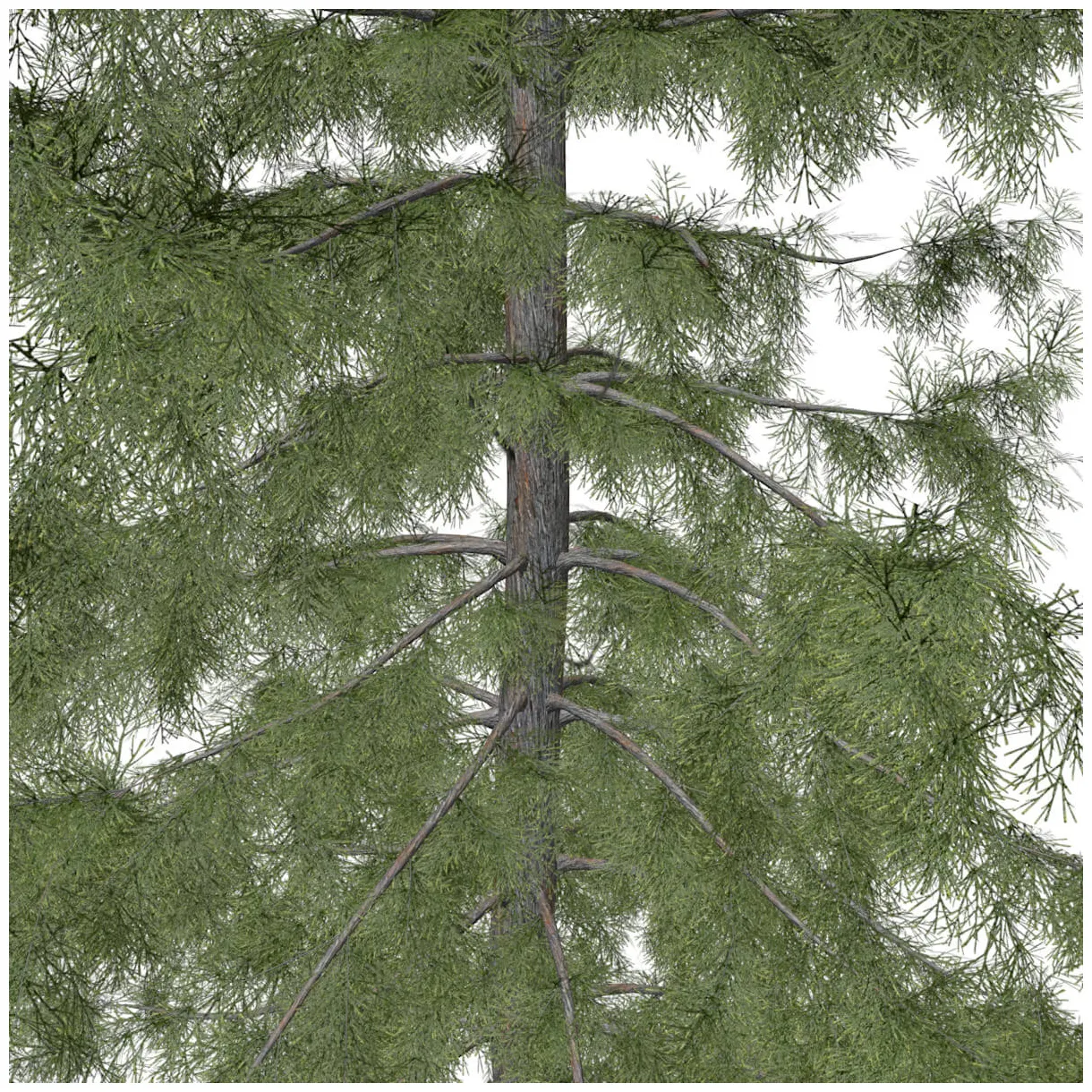 Alaska cedar tree collection by antoniokowatsch