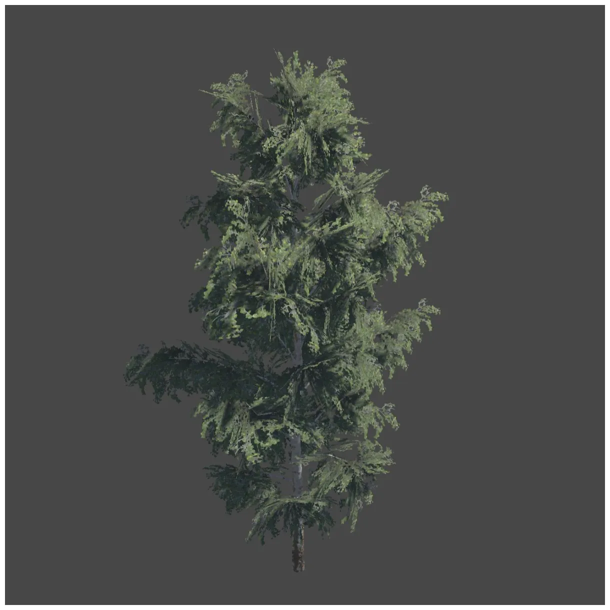 Tree birch 3d model $40 .fbx free3d