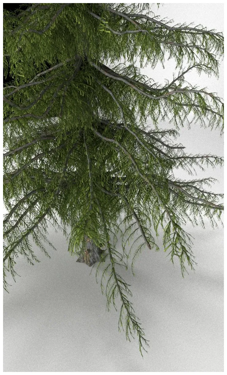 Cedar tree 3d model $6 .max free3d